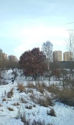 Величавый дуб в первый зимний мороз. | Пикабу