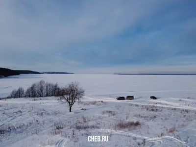 Старый Дуб С Сильными Ветви Покрытые Снегом Зимой — стоковые фотографии и  другие картинки Sessile Дуб - iStock