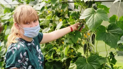 ПКЗТ: Каталог: Теплица «Альфа Люкс» (20х20 интервал 0,65 м.)
