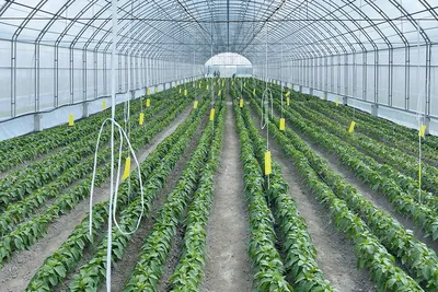 Парник 15 метров Agreen плотность 50 Польша (мини теплица) (ID#1772778460),  цена: 1064 ₴, купить на Prom.ua