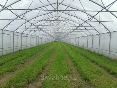 Теплица Двушка от производителя Воля в Казани