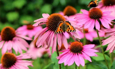Цветы Echinacea Purpurea в саду Стоковое Фото - изображение насчитывающей  средства, восточно: 164172416