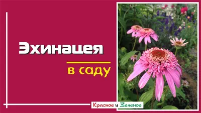 Очень неприхотливый и красивый многолетник - эхинацея. Размножение и уход |  Антонов сад - дача и огород | Дзен