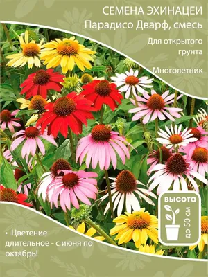 Эхинацея пурпурная Грин Джювэл, (горшок С-2) - Питомник растений «Cветлый»