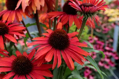 Купить Эхинацея (Echinacea) с доставкой почтой в интернет-магазине Архиленд