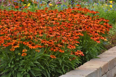 Эхинацея пурпурная Дабл Деккер (Echinacea purpurea Double-Decker)