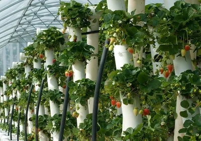 Какие грядки лучшие? Как увеличить ваш урожай уже в этом сезоне? -  agrobuild.com.ua