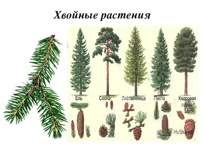Хвойные деревья картинки для детей - 28 фото