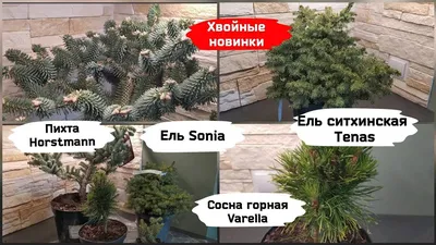 Ель и пихта: как отличить два главных новогодних дерева друг от друга |  Полярная крачка | Дзен