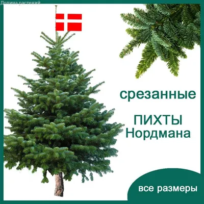 Искусственная елка Сосна естественная покрыта снегом - Рождественские  украшения FairyTrees
