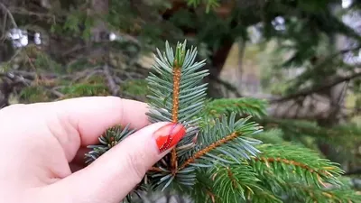 Сосна, ель или пихта – какое дерево выбрать на Новый год? | ОБЩЕСТВО | АиФ  Тюмень