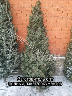 Вопросы читаталей: чем отличается ель от сосны, а сосна от пихты? | myDecor