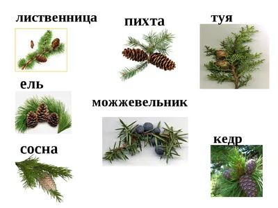 https://leroymerlin.ru/product/iskusstvennaya-el-pihta-190-sm-88999420/
