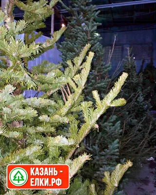 Новогодняя пихта, ель, сосна оптом заготовитель — купить в Новосибирске.  Состояние: Новое. Ёлки новогодние на интернет-аукционе Au.ru