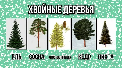 Сосна: живая елка на Новый год в Ростове - Садовый центр питомника Юг-Лес