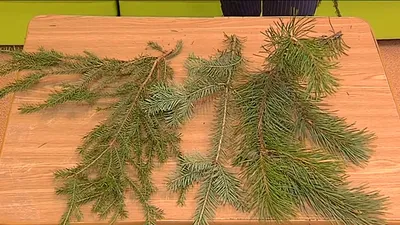 Ель (елка, сосна) Канадская 3 метра купить в Минске - Доступная цена
