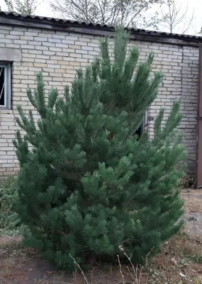 Искусственная сосна \"Крым\" 160 см зелёная