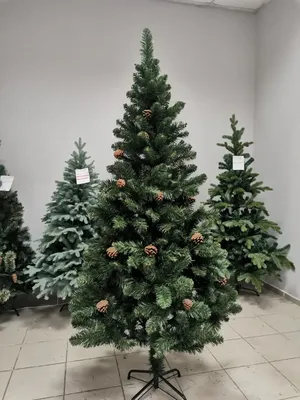 Сосна живая Новогодняя срезанная - «❄❄Праздник к нам приходит, праздник к  нам приходит..❄❄ Из года в год ЖИВАЯ ЁЛКА наша новогодняя традиция. +90% к  атмосфере праздника и веселья. ❄» | отзывы