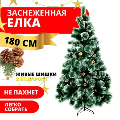 Вопросы читаталей: чем отличается ель от сосны, а сосна от пихты? | myDecor