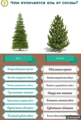 Елка и сосна разница фото фото