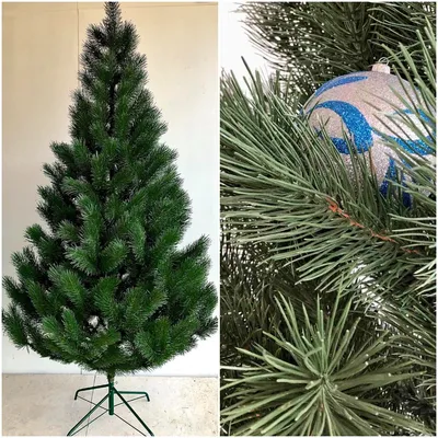 Вопросы читаталей: чем отличается ель от сосны, а сосна от пихты? | myDecor
