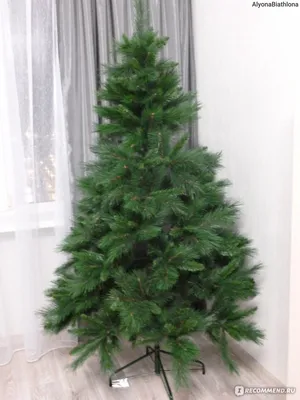Популярные новогодние елки и пихты, основные отличия.