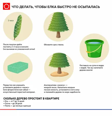 Ель — Википедия