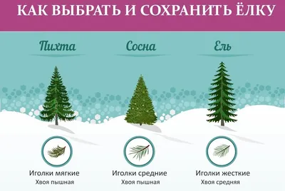 elki eli on X: \"Живые пушистые новогодние елки, сосны, пихты с доставкой в  Москве и Московской области. Елки Русские, Норвежские, Датские Сосны  Русские и Канадские Пихты Фразера Подставки для елок, аксессуары, украшения.