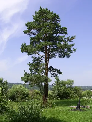 Елочный базар. Искусственная елка и сосна в Киеве