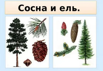 Ель праздничная новогодняя Сосна искусственная новогодняя 60 см