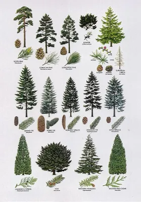https://tolyatti.leroymerlin.ru/product/sosna-iskusstvennaya-moringa-h180-sm-84800392/