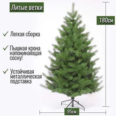 Сосна | Статья