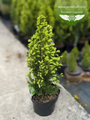 Канадская ель Коника. Продажа Picea glauca Conica в Петербурге