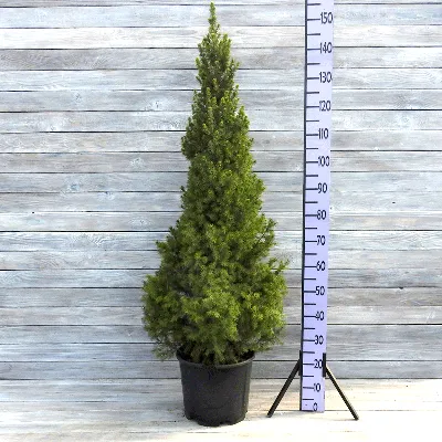 Picea glauca 'Conica December', Ель канадская 'Коника Децембер'