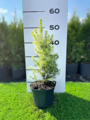 Ель сизая/канадская Коника Спиди (Picea glauca Conica Speedy) |  barbaris33.ru