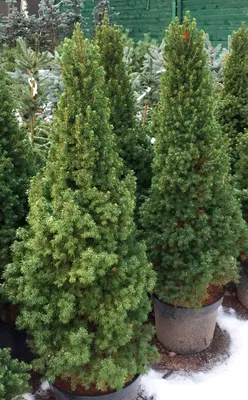 Ель канадская Коника (Picea glauca Conica) / Садовый центр Селятино