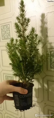 Продажа Picea glauca Conica Ель канадская Коника Пицея глаука сизая белая в  Санкт-Петербурге. Купить в СПб