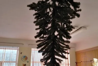 перевёрнутая елка на потолке｜Поиск в TikTok