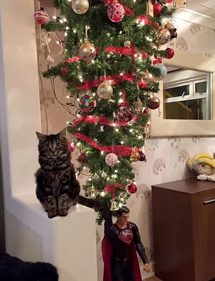 Из-за кошки британской семье пришлось установить елку на потолке