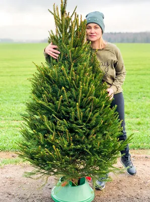 Живая датская новогодняя елка (Abies, срезанная) 1,7-2,0м купить в Минске