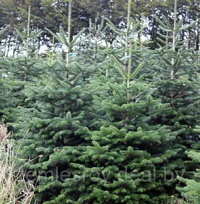 Купить живую новогоднюю елку в Нижнем Новгороде | Доставка, цена