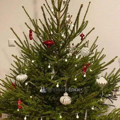 Искусственная новогодняя елка или живая? | Блог ZELENA