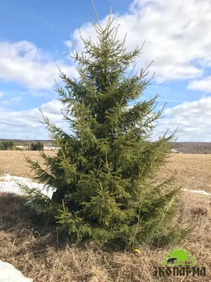 Ель обыкновенная \"Picea\" купить по цене от 5000 рублей в Москве и Мытищах