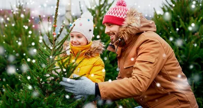Как выбрать и купить новогоднюю живую елку?
