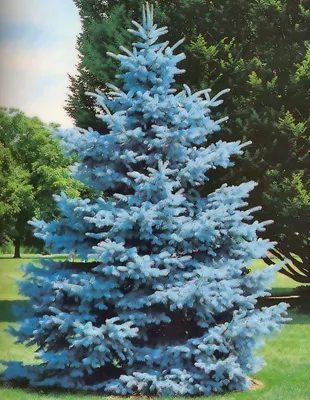 Голубая ель: история происхождения, особенности, виды голубой елки