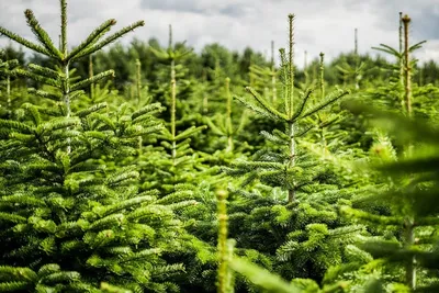 Как выбрать и купить новогоднюю живую елку?