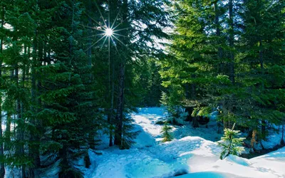 Елки в лесу зимой фото фотографии