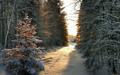 Зима Елки Елка - Бесплатное фото на Pixabay - Pixabay