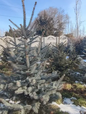 миниатюрные елки из снега Фон Обои Изображение для бесплатной загрузки -  Pngtree