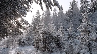 Зима Лес Елки - Бесплатное фото на Pixabay - Pixabay